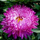Aster Gray Lady Red ,Aster,organic seeds, 0.3g, ##97 Aster Gray Lady Red ,Aster,organic seeds, 0.3g, ##97