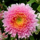 Astra Shanghai Rose ,Aster,organic seeds, 0.3g, ##99