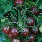 Black Cherry Tomato, Tomato seeds,organic seeds, 0,1 g - #105
