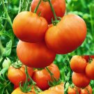 Tomato Klondike, Tomato seeds,organic seeds, 0,1 g - #114