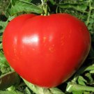 Tomato Heart of America, Tomato seeds,organic seeds, 0,15 g - #119