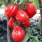 Tomato Truffle Red, Tomato seeds,organic seeds, 0,1 g - #123 Tomato Truffle Red, Tomato seeds,organic seeds, 0,1 g - #123