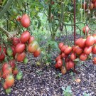 Tomato Chio-Chio-San, Tomato seeds,organic seeds, 0,15 g - #126
