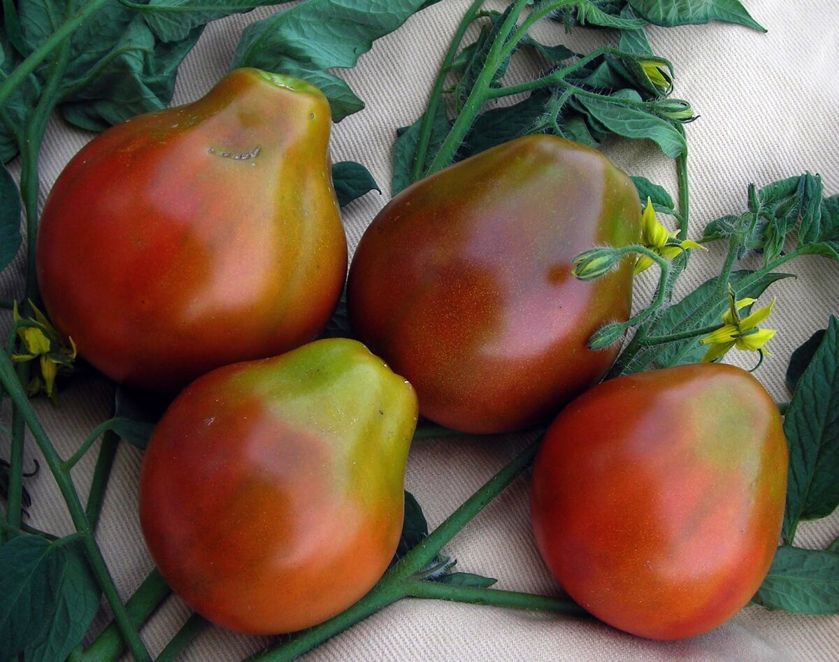 Tomato Japanese truffle Black, Tomato seeds, 0,1 g 132