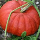 Pumpkin Rud wif d'Etamp, Ribbed pumpkin,Pumpkin seeds,organic seeds, 1,5 g - #134
