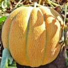 Melon Ethiopian, Melon organic,organic seeds, 2 g - #144