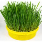 Grass for puppies, Grass for puppies organic,organic seeds, 10 g - #145