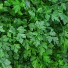 Large-leaved balcony parsley, parsley organic,Parsley growing home, 3 g - #146