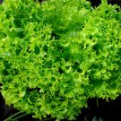 Australian salad, Salad organic,organic seeds, 1 g - #149 Australian salad, Salad organic,organic seeds, 1 g - #149