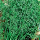 5000 Dill Superdukat Seeds,organic dill,dill bouquet,dill seeds,SW242