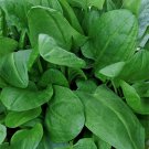 Broadleaf sorrel, sorrel organic,organic seeds, 1 g - #153
