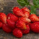 Strawberry Regina, 200 seeds, Strawberry organic, - #156 Strawberry Regina, 200 seeds, Strawberry organic, - #156