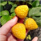 Strawberry Yellow Miracle, 80 seeds Strawberry, sweet Strawberry, SW397