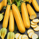 Zucchini Zolotinka, Zucchini organic,organic seeds, 3 g - #157 Zucchini Zolotinka, Zucchini organic,organic seeds, 3 g - #157