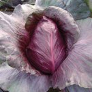 Red cabbage Kalibos,cabbage seeds,organic seeds, 0,5 g - #164