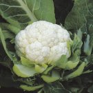 Cauliflower Snow Ball,cabbage seeds,organic seeds, 0,5 g - #165