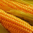 Corn Popcorn,Corn seeds,organic seeds, 10 g - #166 Corn Popcorn,Corn seeds,organic seeds, 10 g - #166