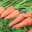 Shantane carrots,about 250 Carrot seeds,organic seeds - #172 Shantane carrots,about 250 Carrot seeds,organic seeds - #172