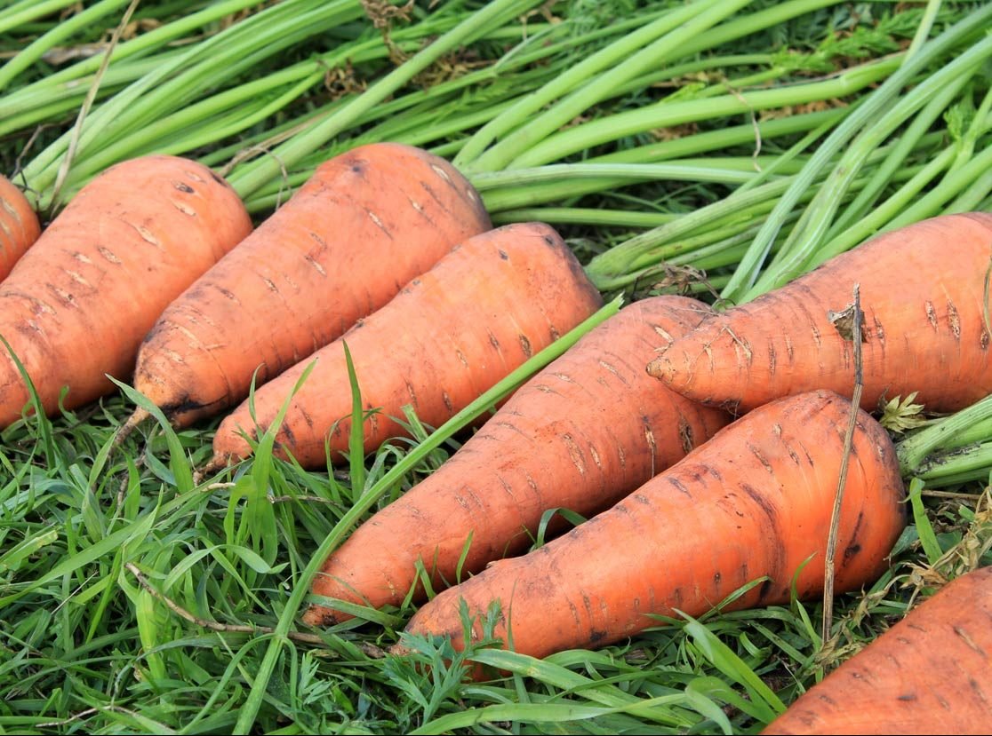 Shantane carrots,about 1000 Carrot seeds,organic seeds - #172