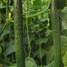 Cucumber Alligator F 1,Cucumber seeds,organic seeds, 0,5 g - #173 Cucumber Alligator F 1,Cucumber seeds,organic seeds, 0,5 g - #173