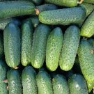 Cucumber Hermes F1,Cucumber seeds,organic seeds, 0,5 g - #174 Cucumber Hermes F1,Cucumber seeds,organic seeds, 0,5 g - #174