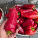 Pepper Mercedes, pepper seeds,organic seeds, 0,25 g - #183 Pepper Mercedes, pepper seeds,organic seeds, 0,25 g - #183