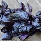 Basil Baku purple, Basil purple seeds,organic seeds, 1 g - #184 Basil Baku purple, Basil purple seeds,organic seeds, 1 g - #184