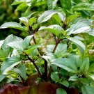 Basil Cinnamon Mexican, Basil Green seeds,organic seeds, 0,5 g - #186 Basil Cinnamon Mexican, Basil Green seeds,organic seeds, 0,5 g - #186