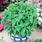 Basil Lemon, Basil Green seeds,organic seeds, 0,5 g - #187
