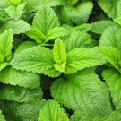 Melissa Lemon, Melissa seeds,organic seeds, 0,2 g - #190