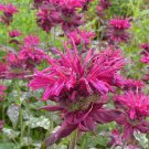 Monarda Bergamot, Melissa seeds,organic seeds, 0,1 g - #191