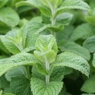 Peppermint Mojito, Mojito mint, Peppermint seeds,organic seeds, 0,1g - #193 Peppermint Mojito, Mojito mint, Peppermint seeds,organic seeds, 0,1g - #193