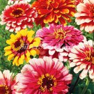 Zinnia seeds, 60 Zinnia Carousel Mix seeds, organic Seeds SW694