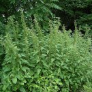 Stinging Nettle Seeds Urtica Dioica–500 seeds Medicinal Herbal Plant SW823+TRACK №