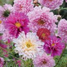 Cosmos seeds, 50 Cosmea double click Pigeon seeds, Ukrainian organic seeds SW847A+TRACK № Cosmos seeds, 50 Cosmea double click Pigeon seeds, Ukrainian organic seeds SW847A+TRACK №