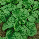 Spinach seeds, 200 Spinach seeds Matador, organic Ukrainian seeds, Heirloom SW1027+TRACK №