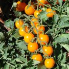 Tomato Cherry Gold, 150 tomato seeds, organic tomato, SW1029B+TRACK №