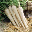 Parsley seeds 1000 rare seeds Sugar root parsley, Ukrainian organic seeds SW1034+TRACK №