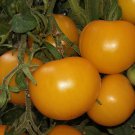 Tomato Gold of China, 250 tomato seeds, organic tomato, SW1036+TRACK №