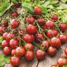 Tomato Cherry beach, 150 tomato seeds, organic tomato, SW1037+TRACK №