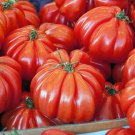 Tomato seeds, 500 tomato seeds American Ribbed, Ukrainian organic tomato SW1130+TRACK №