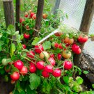Tomato seeds, 250 tomato seeds PEARL PINK balcony, Ukrainian organic tomato SW1134+TRACK № Tomato seeds, 250 tomato seeds PEARL PINK balcony, Ukrainian organic tomato SW1134+TRACK №