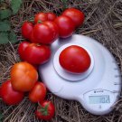 Tomato seeds, 150 tomato seeds SIBERIAN SOON-RIPENING, Ukrainian organic SW1136+TRACK №