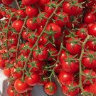 Tomato seeds, 250 tomato seeds CHERRY LOW, Ukrainian organic SW1137+TRACK № Tomato seeds, 250 tomato seeds CHERRY LOW, Ukrainian organic SW1137+TRACK №