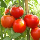 Tomato seeds, 50 tomato seeds NORTHERN PRINCESS, Ukrainian organic SW1135+TRACK №