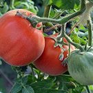 Tomato seeds, 250 tomato seeds SHAHEREZADE, Ukrainian organic SW1138+TRACK №