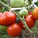 Tomato seeds, 250 seeds FAT JACK,Large Early Determinate Variety SW1168-121+TRACK №