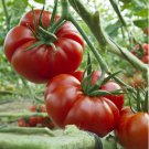 MARMANDE Tomato Seeds–150 seeds Large French Ribbed Mid Season Fruits SW1170+TRACK №