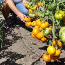 FIRE OF LOVE Tomato Seeds–150 seeds Large Sweet Orange Heirloom Variety SW1171+TRACK № FIRE OF LOVE Tomato Seeds–150 seeds Large Sweet Orange Heirloom Variety SW1171+TRACK №