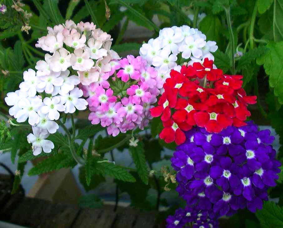 Verbena Near Me